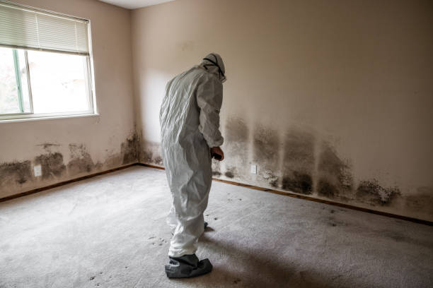Best Crawl Space Mold Remediation  in Rockwell, NC
